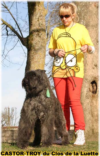 bouvier des flandres du clos de la luette - copyright déposé